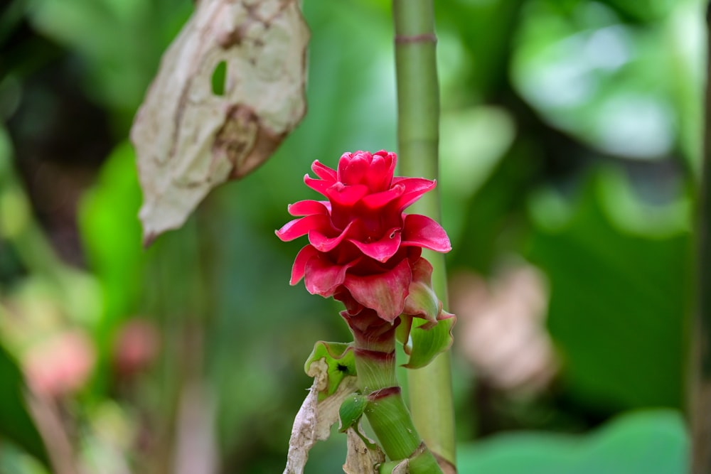 a close up of a red flower on a plant