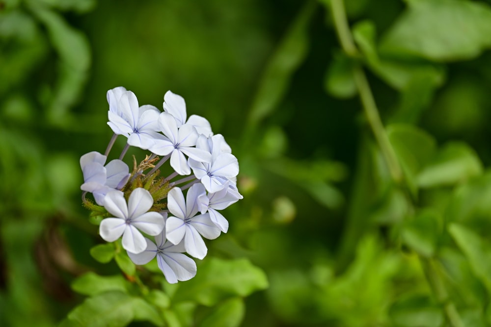 a close up of a blue flower with green leaves in the background
