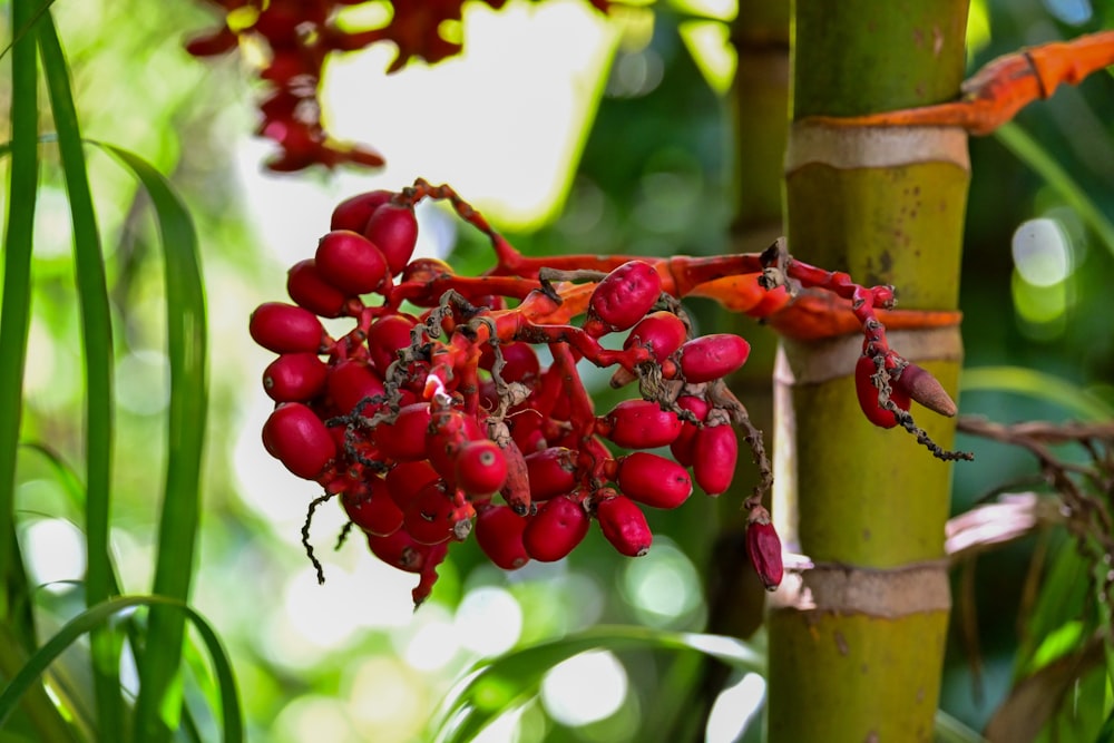 a bunch of red berries hanging from a tree