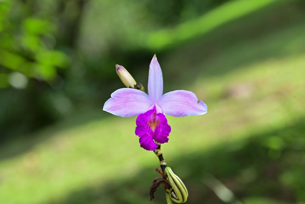 a purple flower with a blurry background