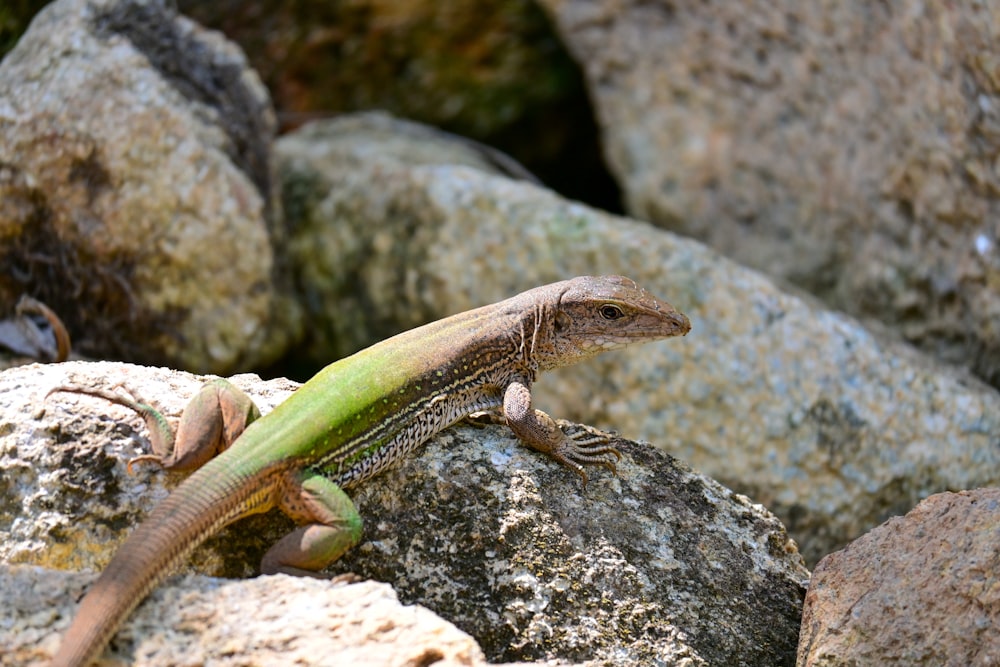 a lizard sitting on a rock in the sun
