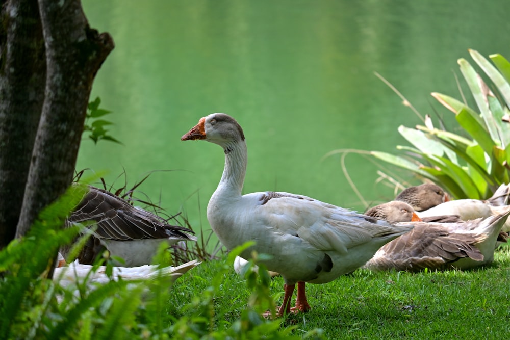 a group of ducks standing on top of a lush green field