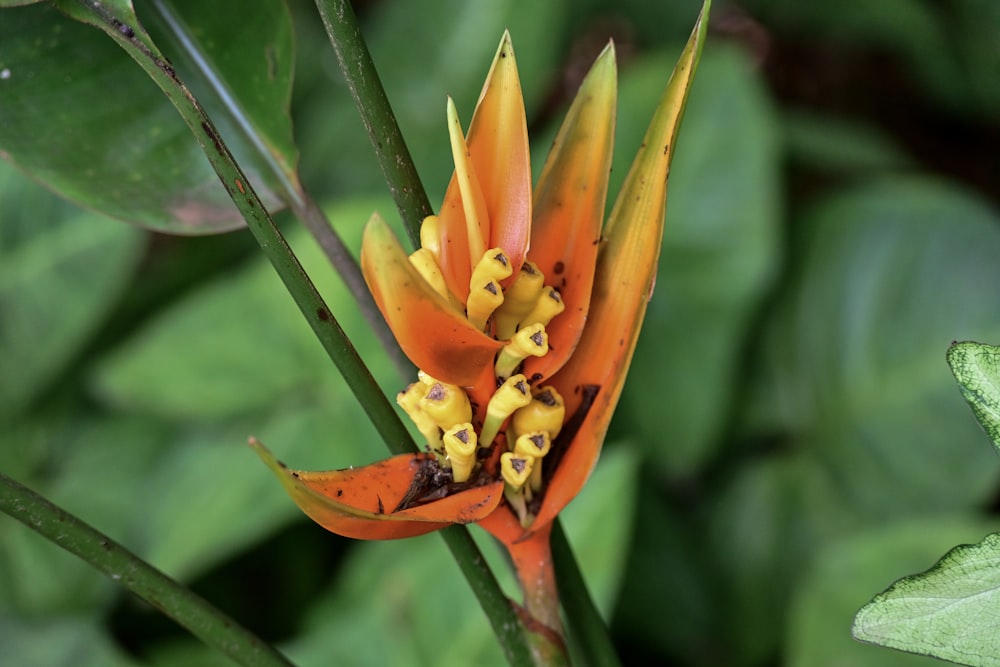 a close up of a flower on a plant