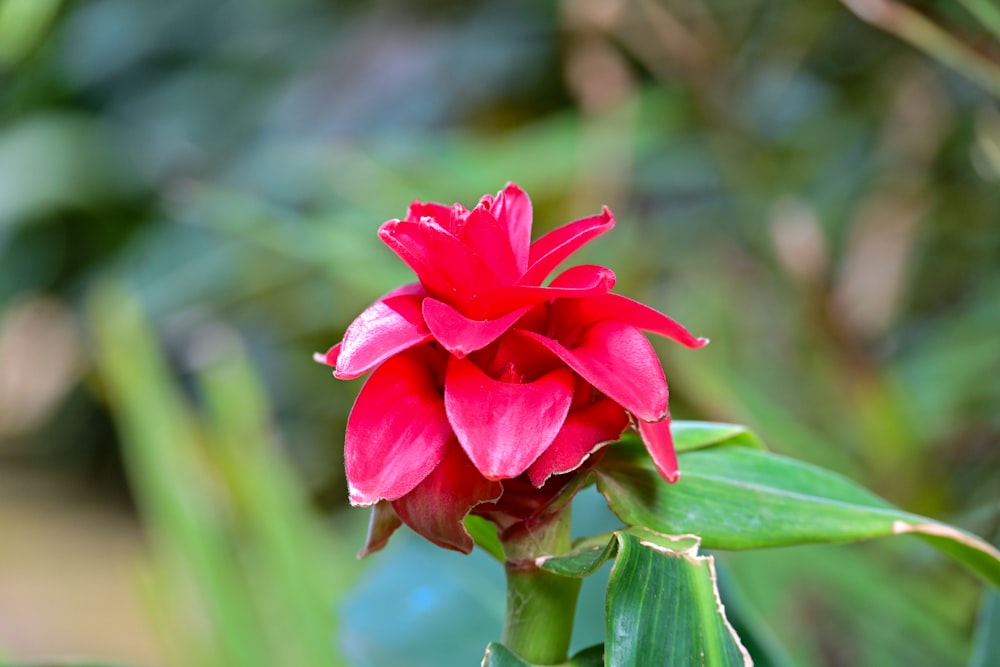 a red flower with green leaves in the background