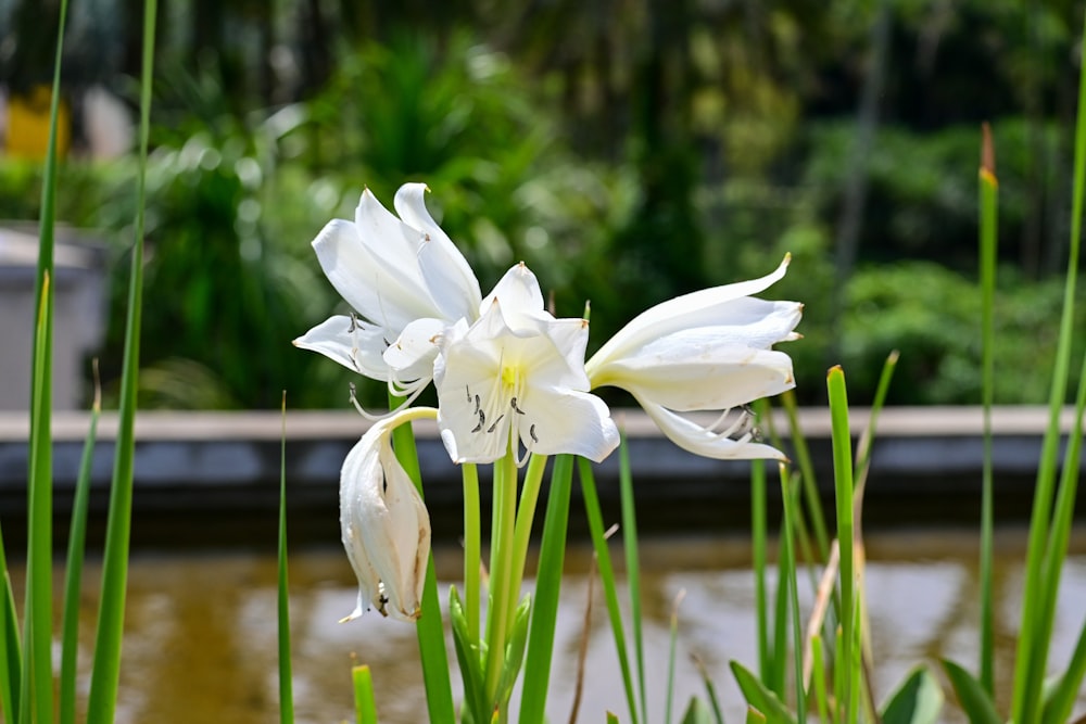 a white flower sitting in the middle of a pond