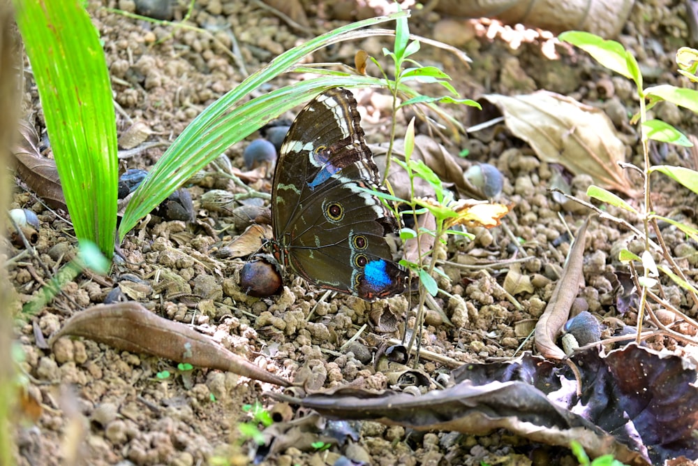 a blue and black butterfly sitting on the ground