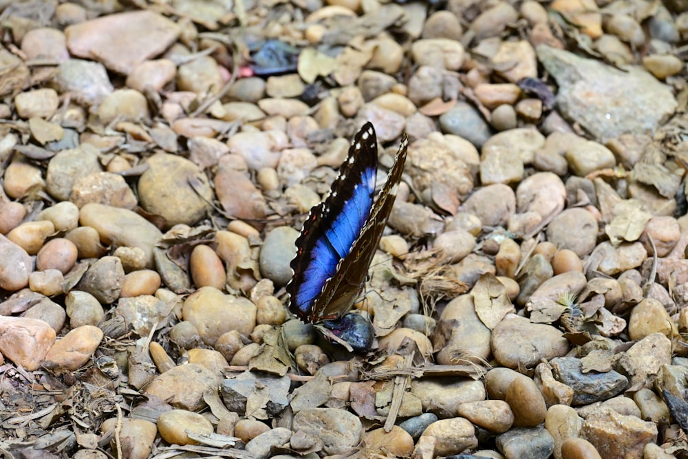 a blue and black butterfly sitting on some rocks