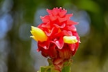 A vibrant ginger flower features bright red bracts and yellow petals, standing against a blurred green background. The flower displays a complex and geometric arrangement, highlighting its natural beauty.