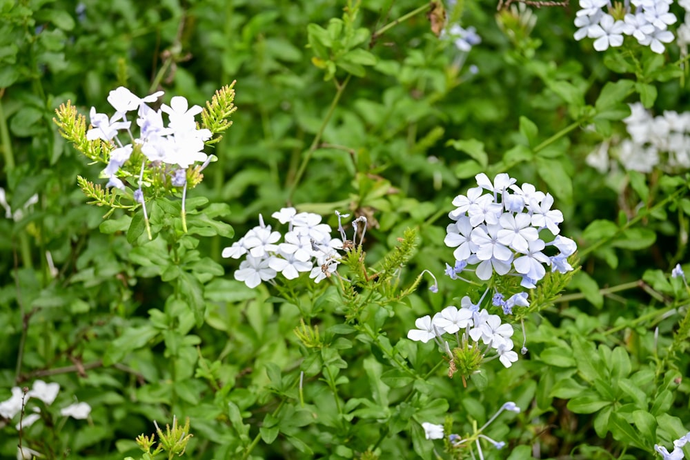 a bunch of white and blue flowers in a field