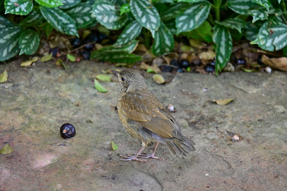 a small bird standing on the ground next to a plant