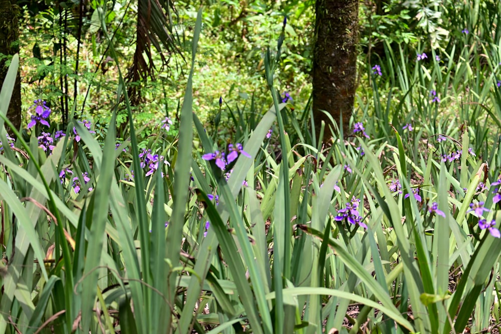 a bunch of purple flowers growing in a forest
