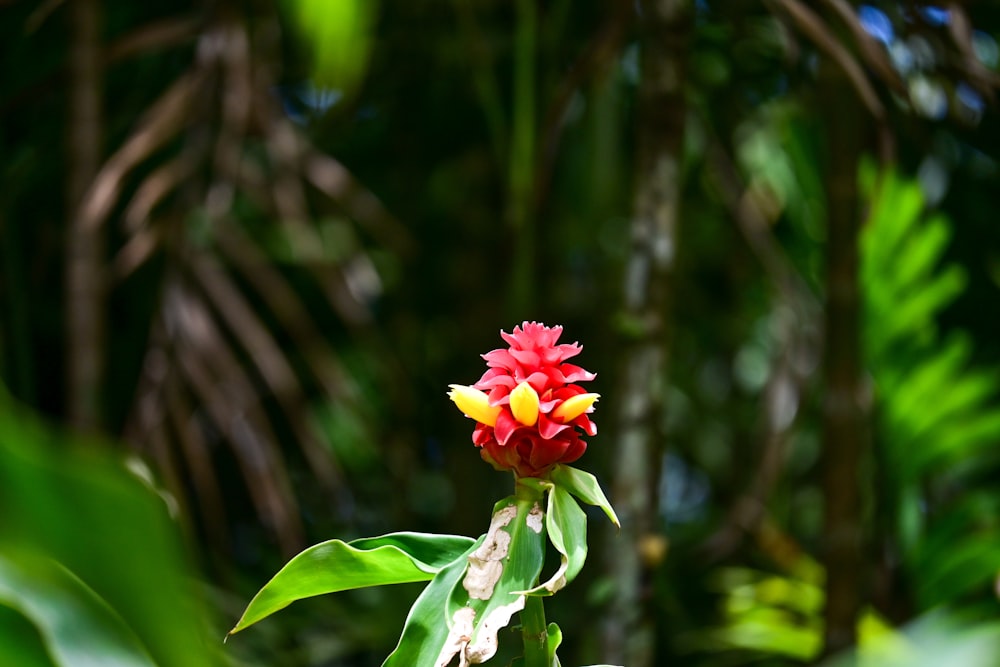 a red and yellow flower with green leaves in the background