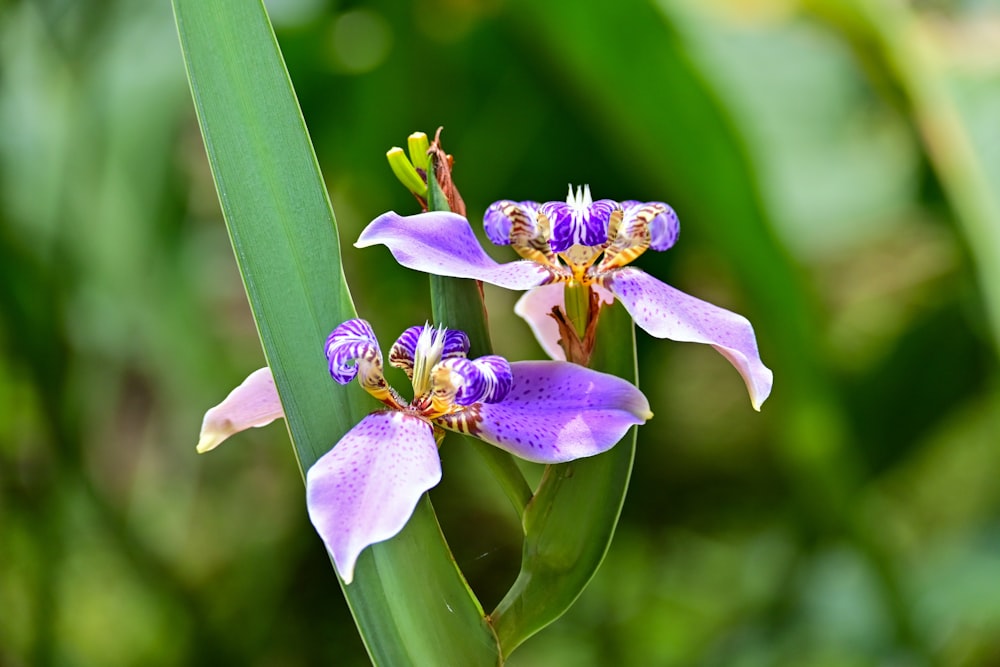 a close up of two purple flowers on a plant