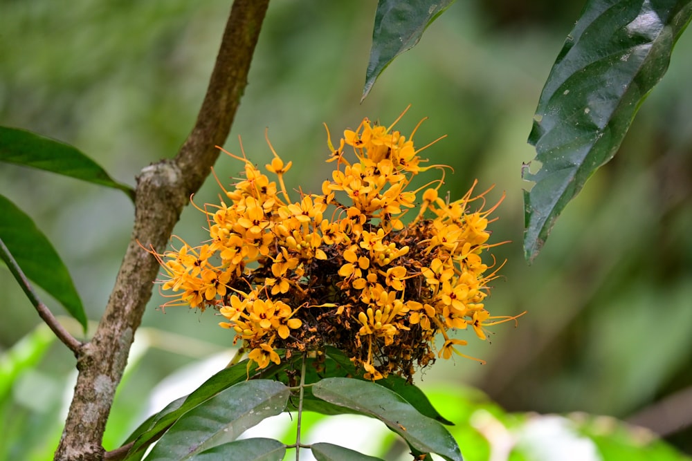 a cluster of yellow flowers on a tree branch