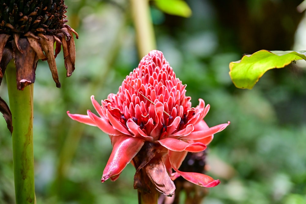 a close up of a red flower in a field