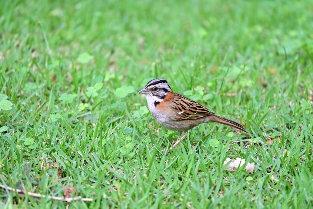 a small bird standing on top of a lush green field