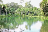 A tranquil lake surrounded by tropical vegetation.