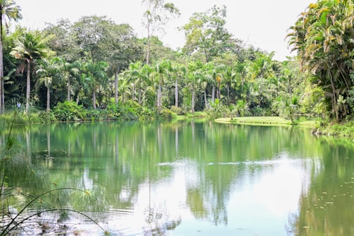 A tranquil lake surrounded by tropical vegetation.