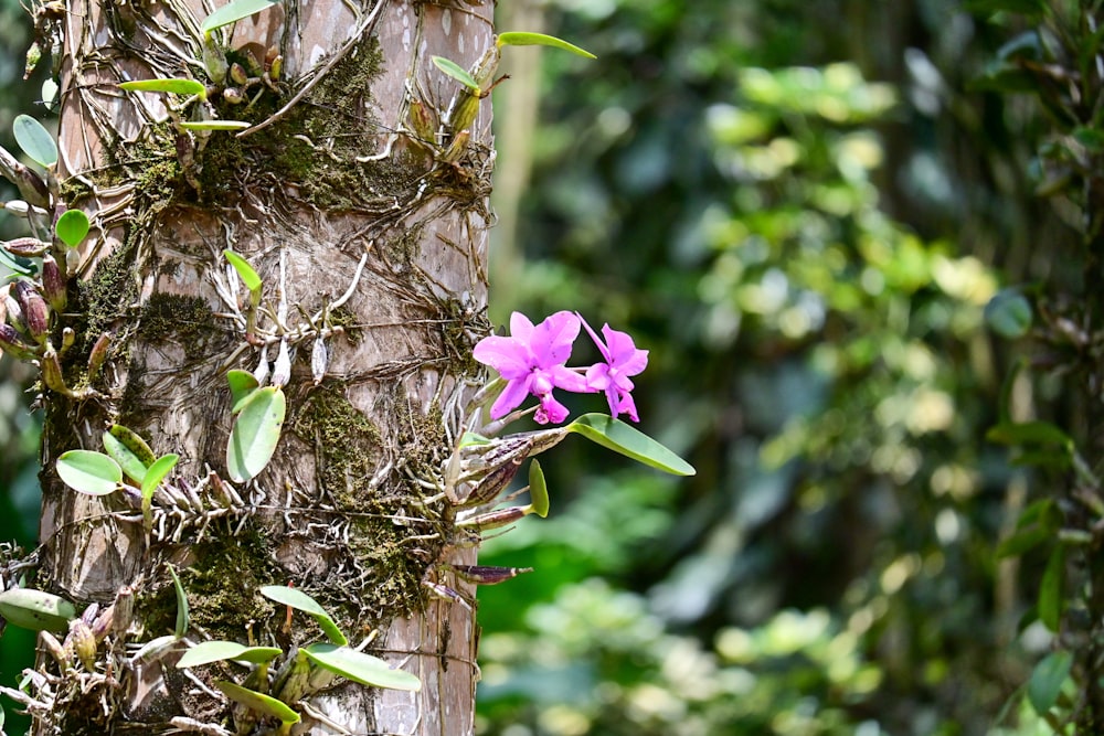 a purple flower is growing on a tree