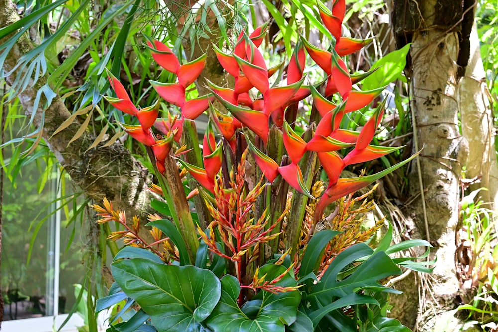 a plant with red flowers and green leaves