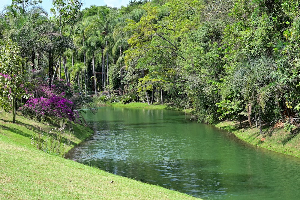 a body of water surrounded by lush green trees