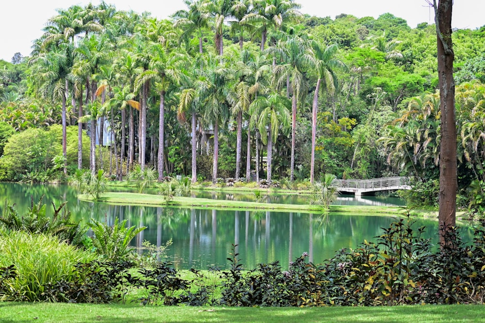 a body of water surrounded by palm trees