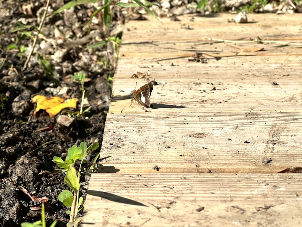 a small bird is standing on a wooden plank