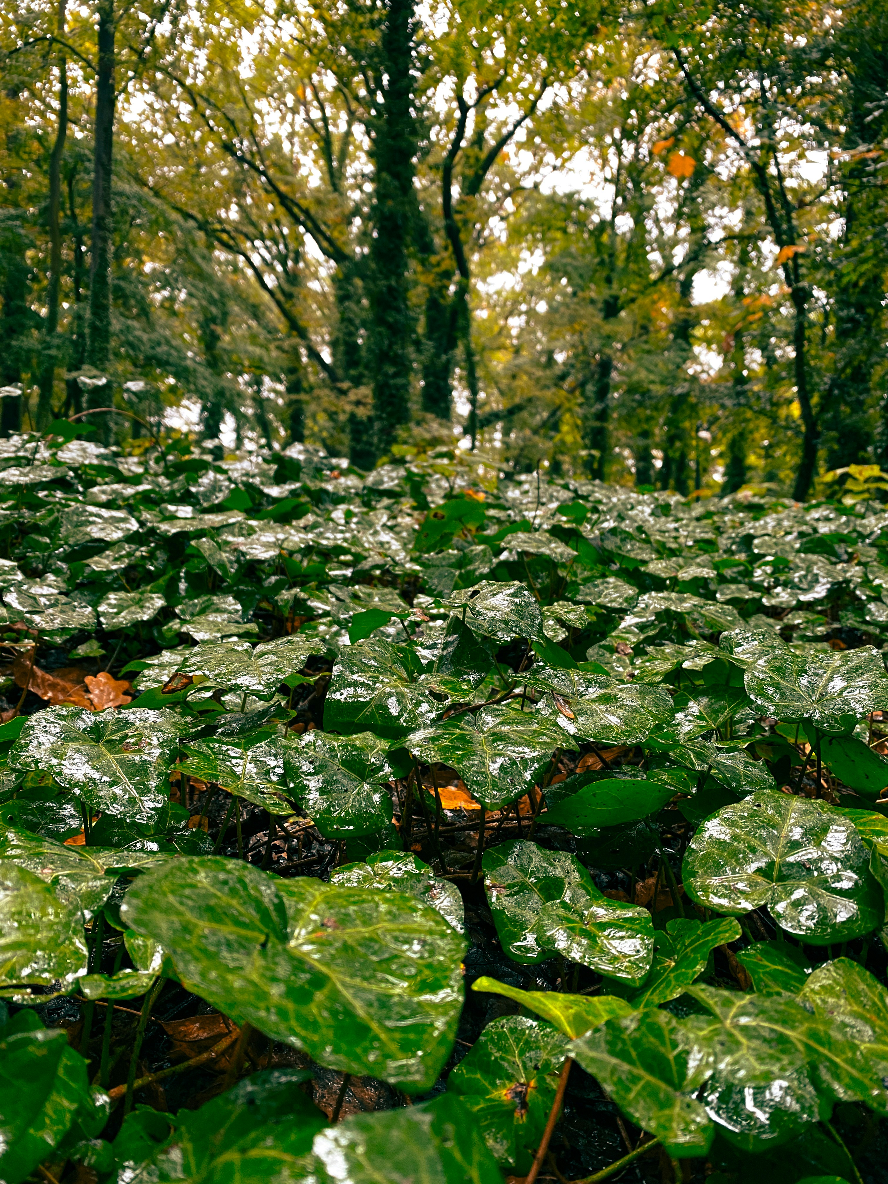 a lush green forest filled with lots of leaves