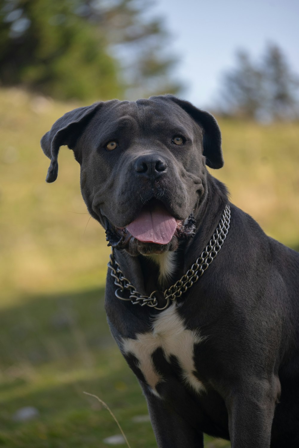 a black and white dog standing on top of a grass covered field