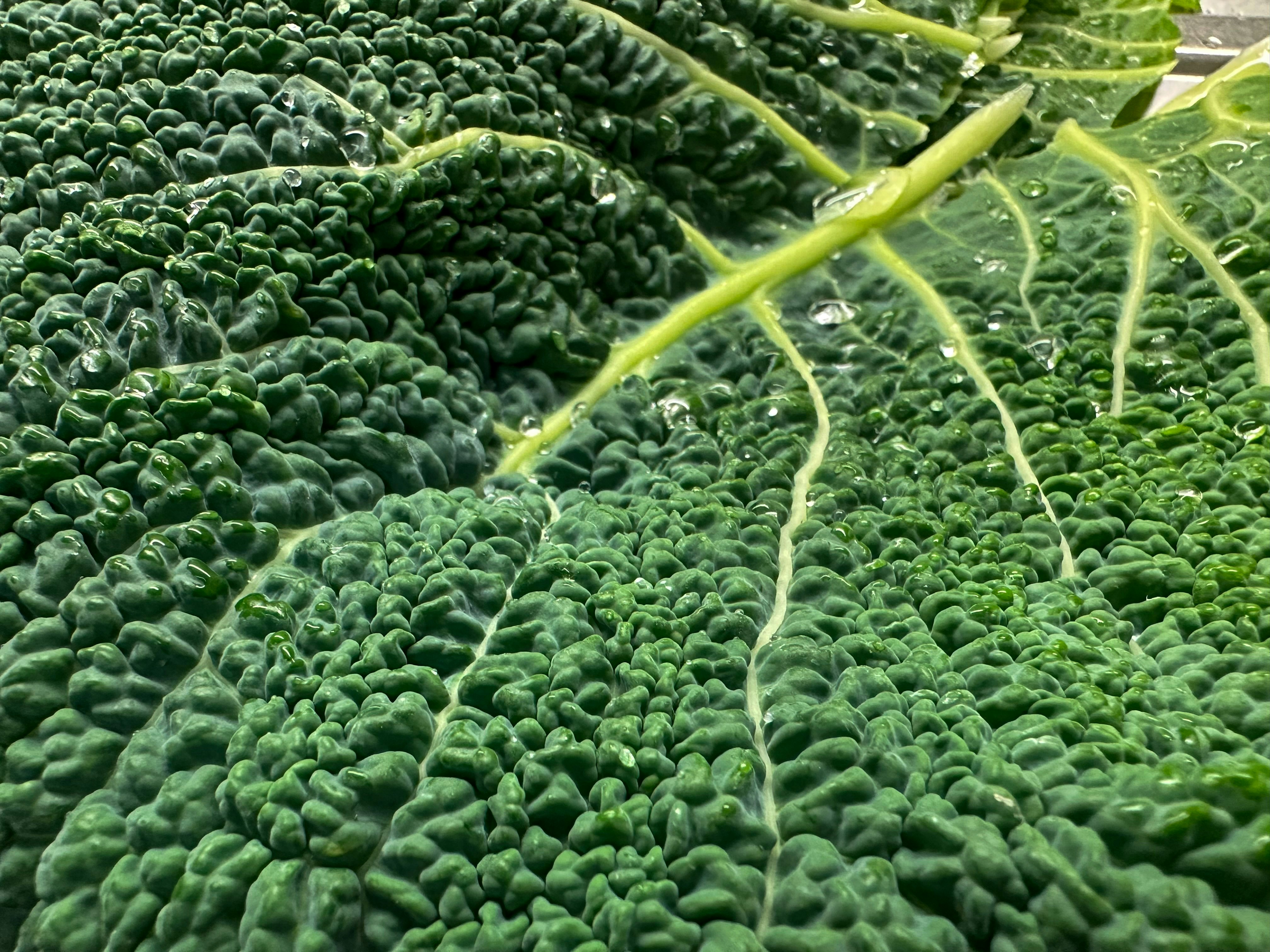 a close up of a green leafy plant