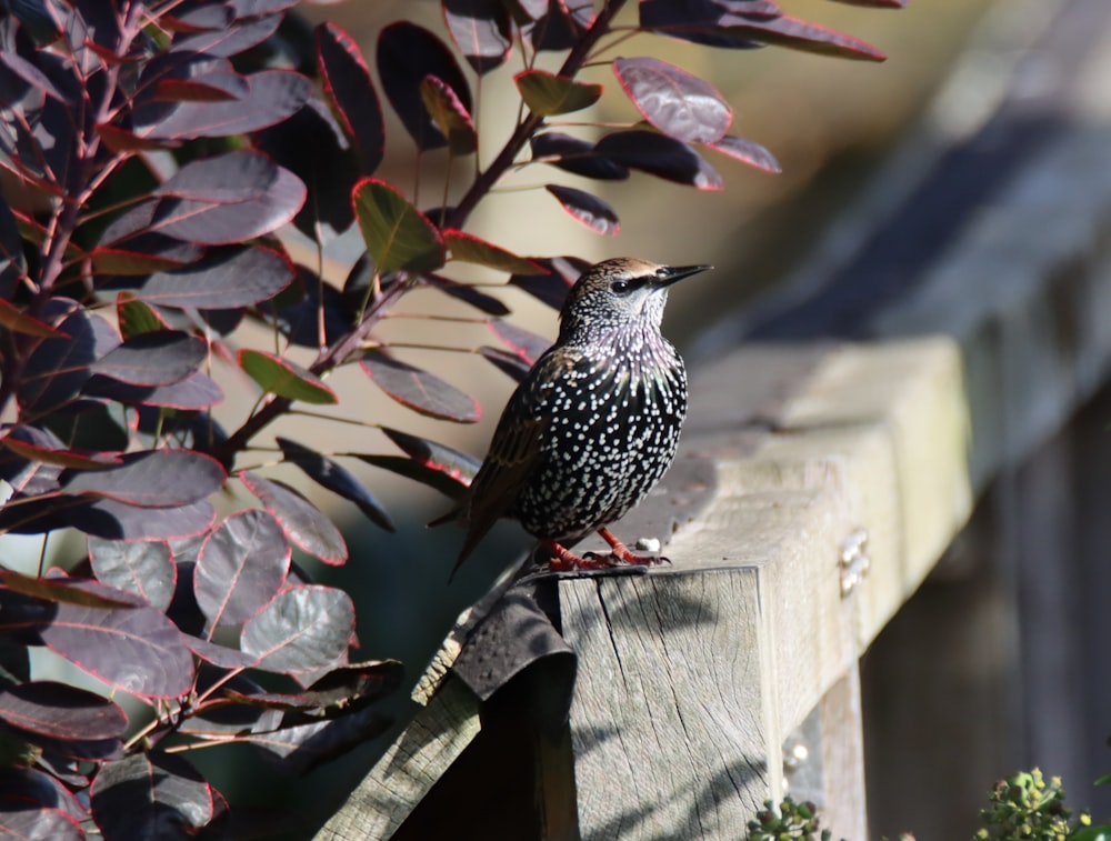 木の柵に止まっている小鳥