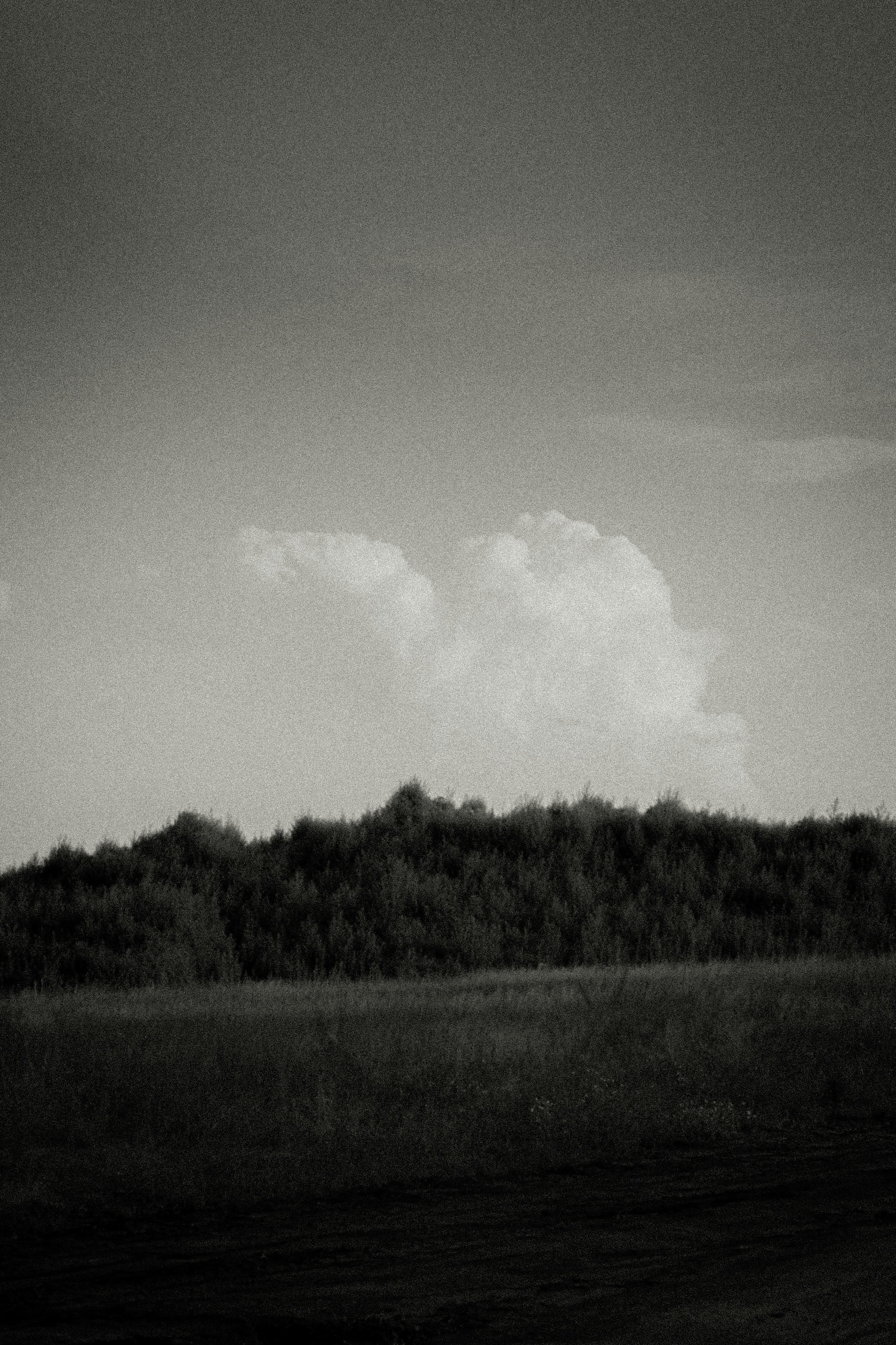 a black and white photo of a field and trees