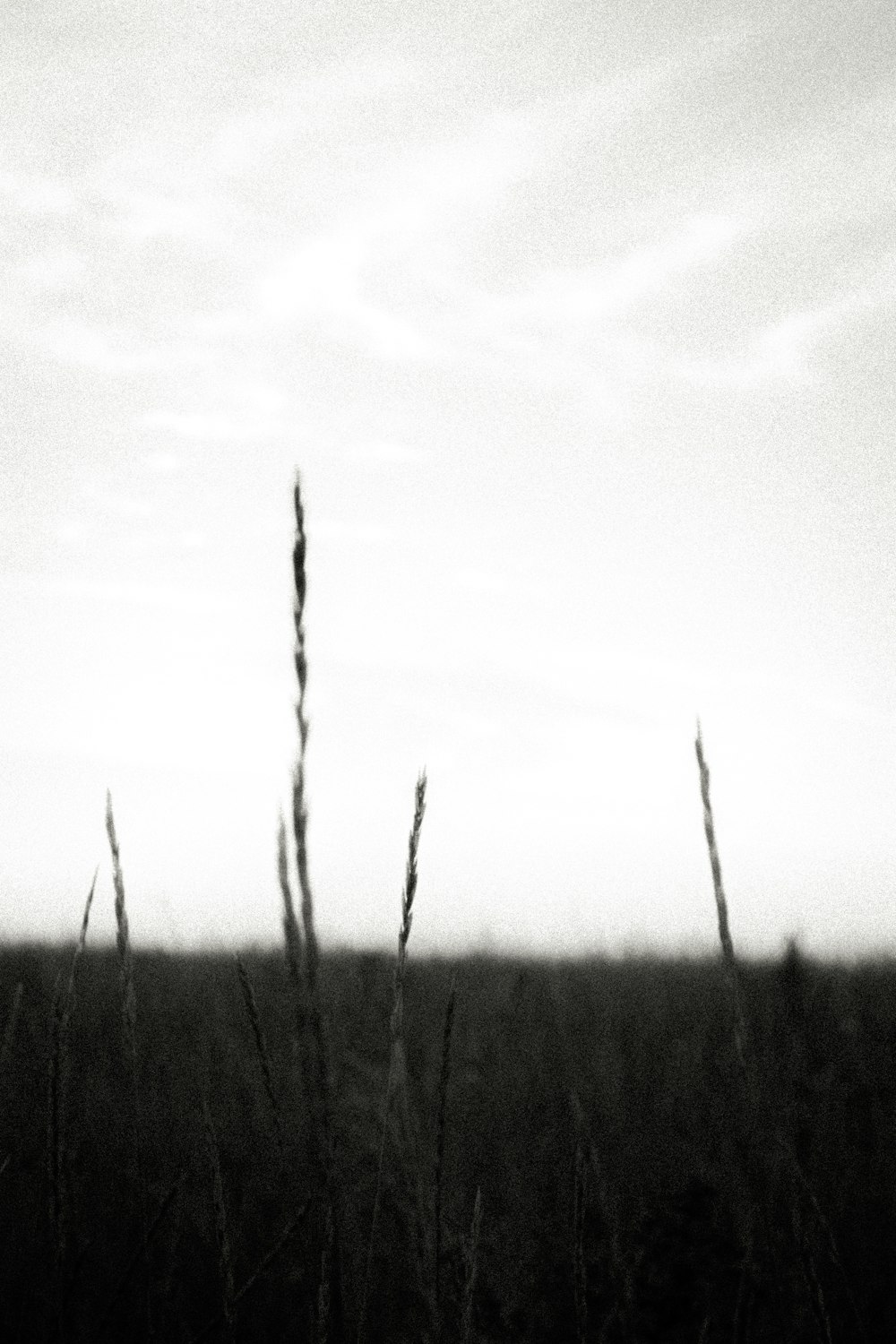 a black and white photo of tall grass