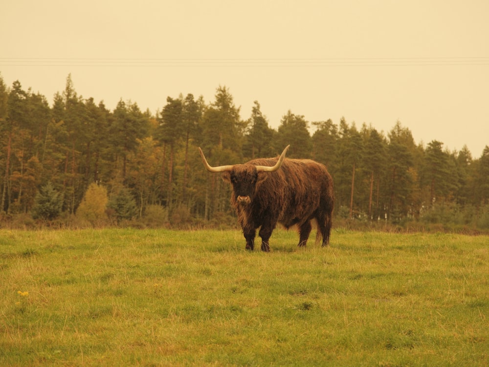 a bull with long horns standing in a field