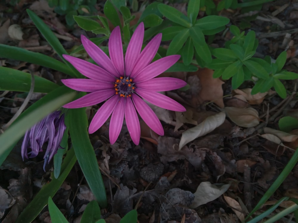 a purple flower sitting on top of a pile of leaves