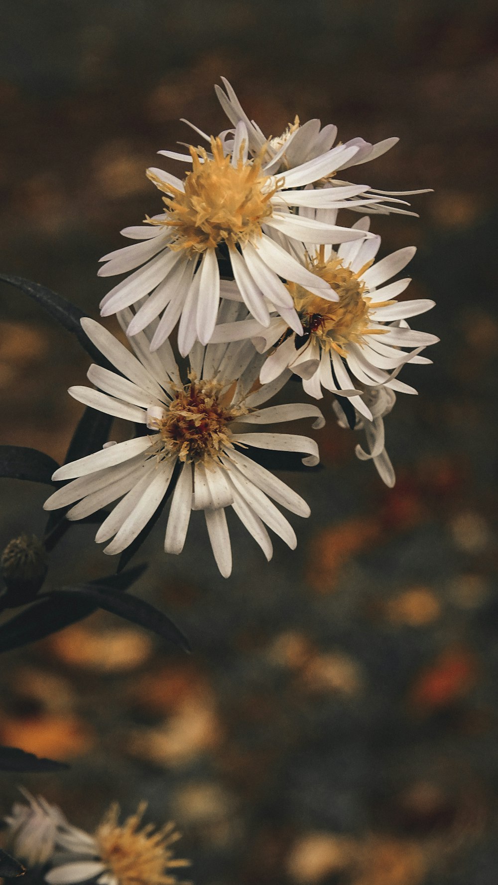 a group of white flowers sitting on top of a lush green field