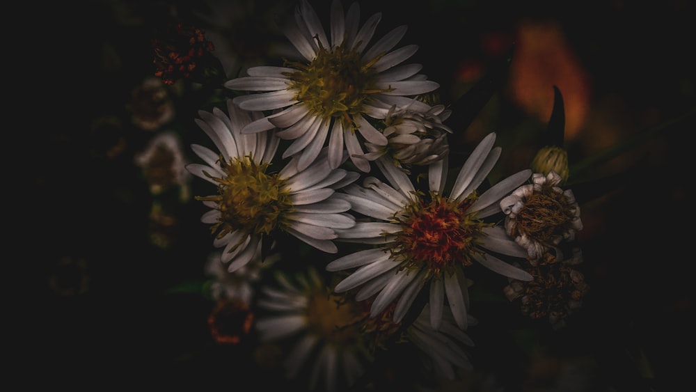 a close up of a bunch of white flowers