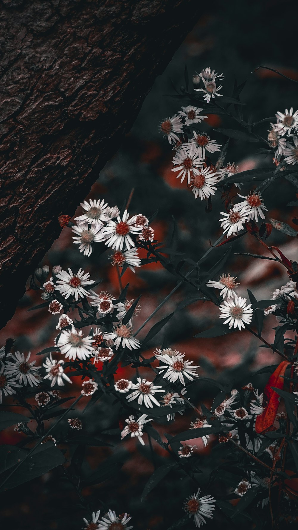 a bunch of white flowers sitting on top of a wooden table