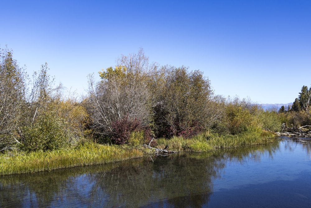 a body of water surrounded by trees and grass