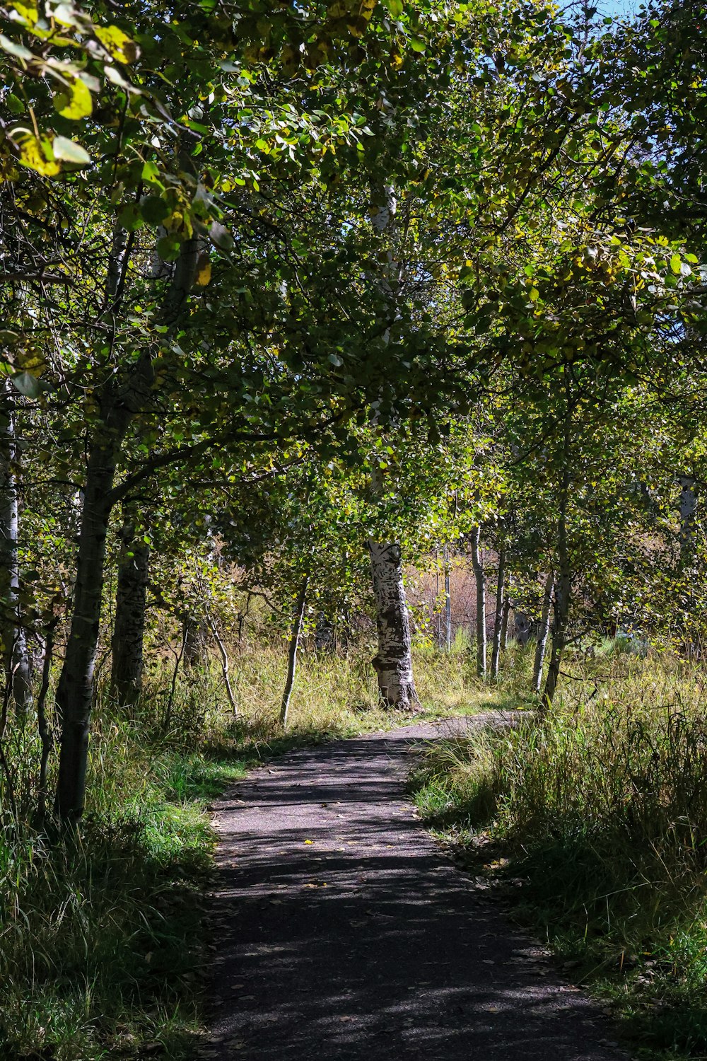 una strada sterrata circondata da alberi ed erba