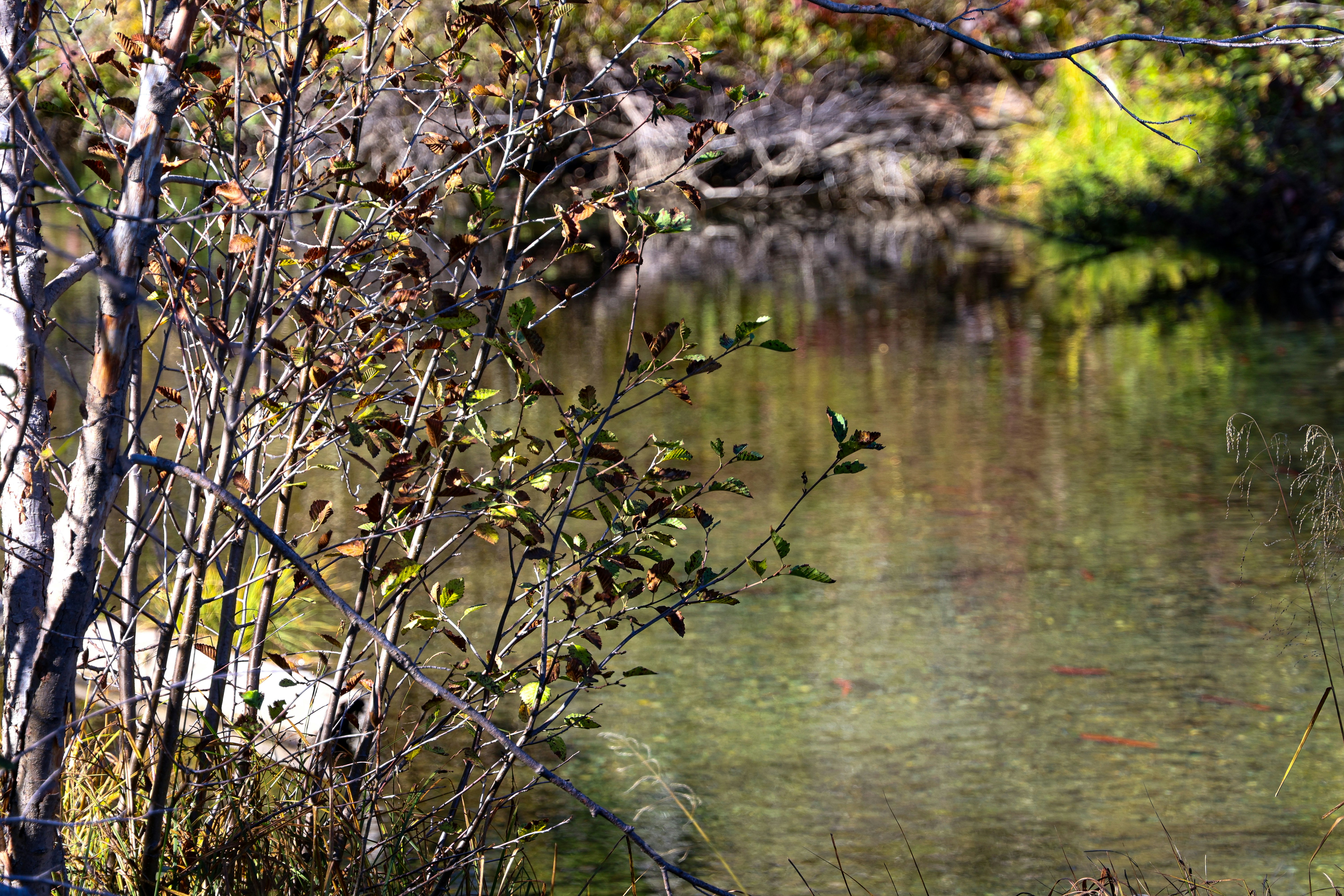 Clear Creek Recreation Site
