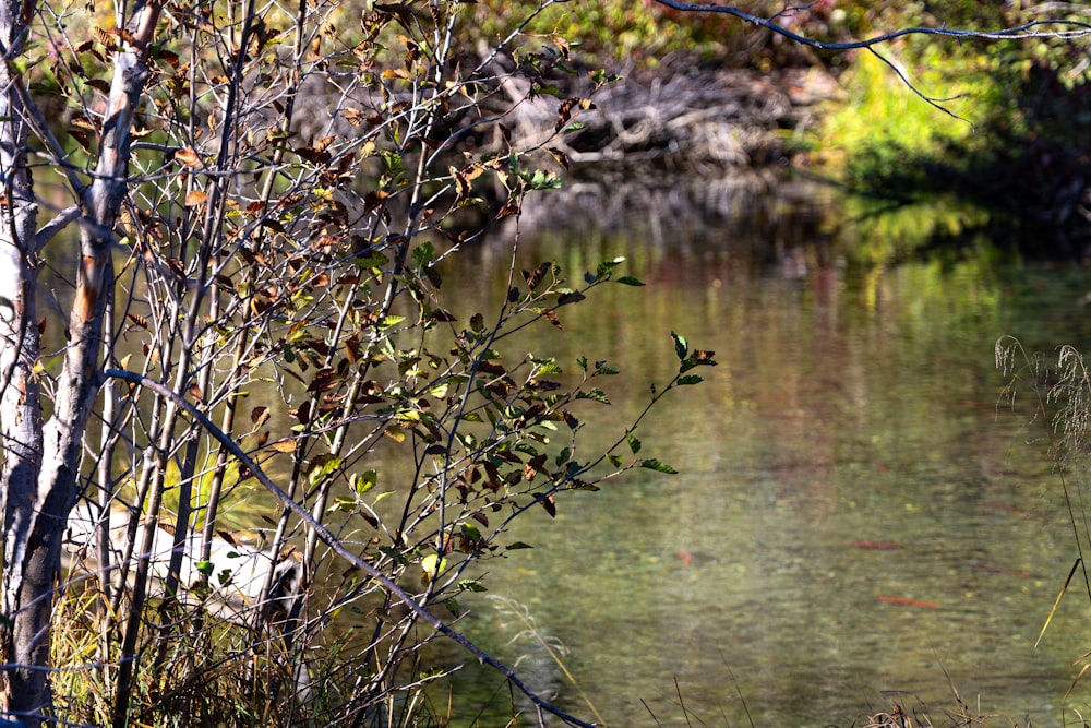 a body of water surrounded by trees and grass