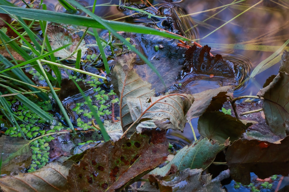 a close up of leaves and water on the ground