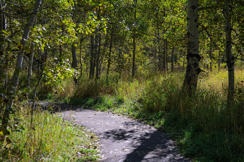 a path in the middle of a wooded area