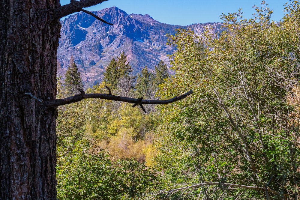 una vista sulle montagne da una zona boschiva