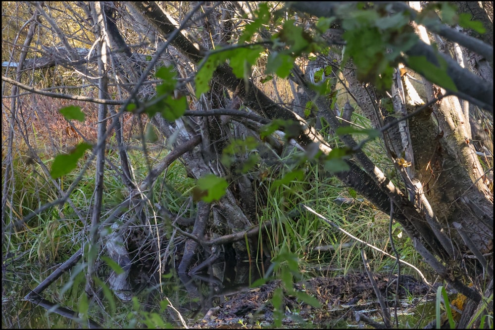 a picture of a cat hiding in the woods