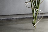 A cluster of green bamboo stalks is arranged vertically against a textured gray wall. A thin, light-colored ribbon-like material spirals elegantly around the bamboo, creating a visually appealing contrast. The scene is minimalistic, with a serene reflection of the bamboo on the smooth, gray surface in the foreground.