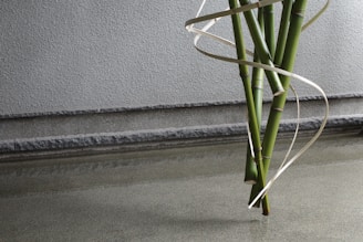 A cluster of green bamboo stalks is arranged vertically against a textured gray wall. A thin, light-colored ribbon-like material spirals elegantly around the bamboo, creating a visually appealing contrast. The scene is minimalistic, with a serene reflection of the bamboo on the smooth, gray surface in the foreground.
