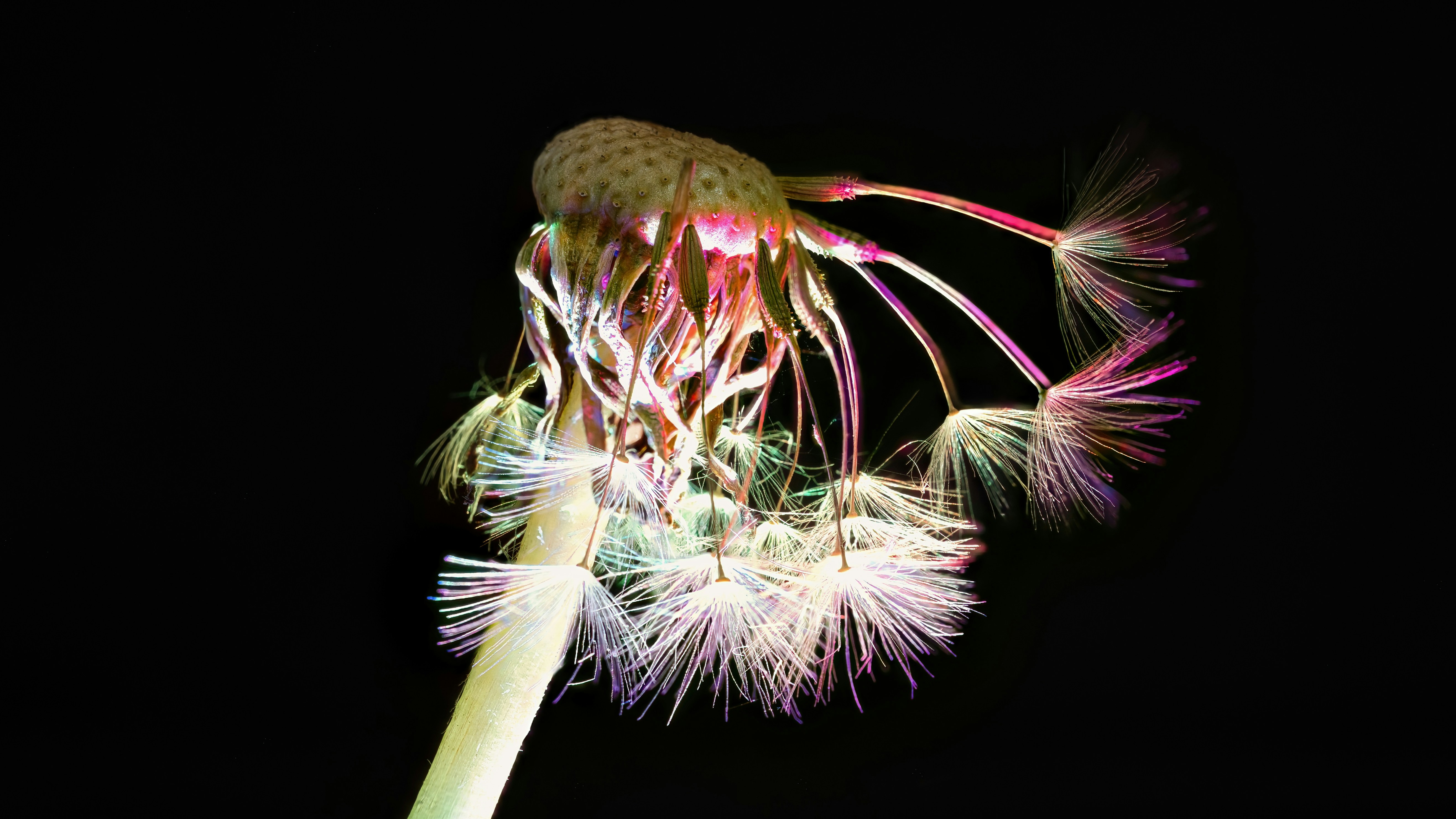 a close up of a dandelion on a black background