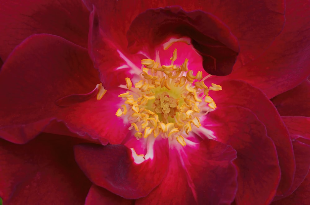 a close up of a red flower with a yellow center